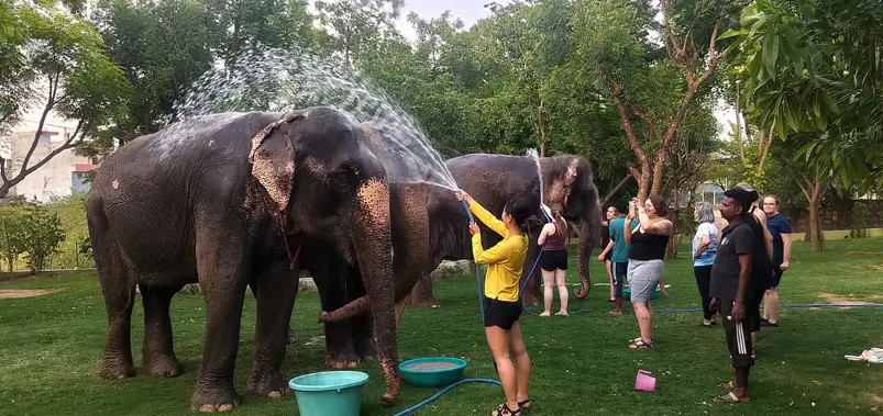 Elephant Sanctuary Near Jaipur: Elefantastic Guide