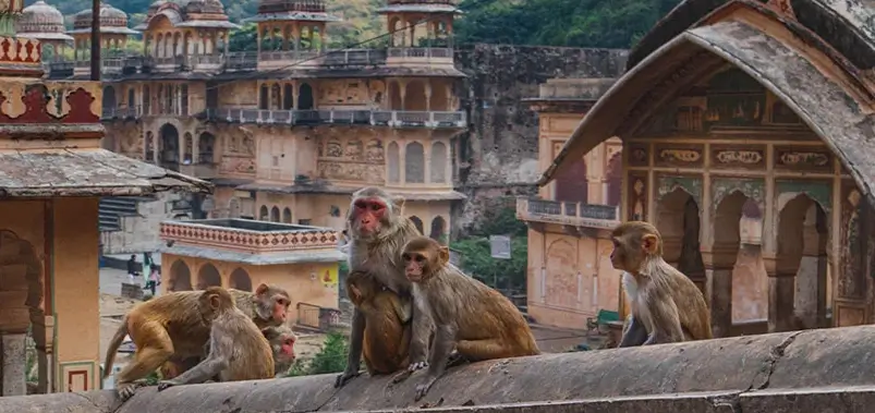 Galta Ji Monkey Temple Jaipur: Foreign Tourist Guide