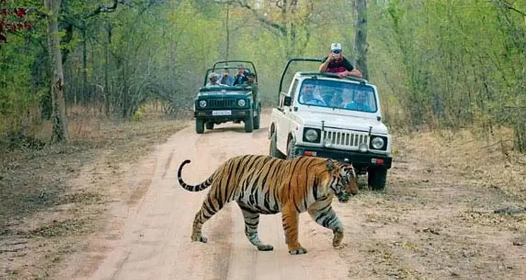 Ranthambore National Park Tour