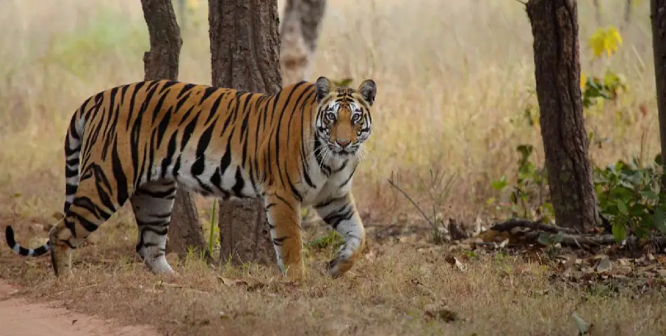 Bandhavgarh National Park Travel Guide | Tiger Safari in Central India