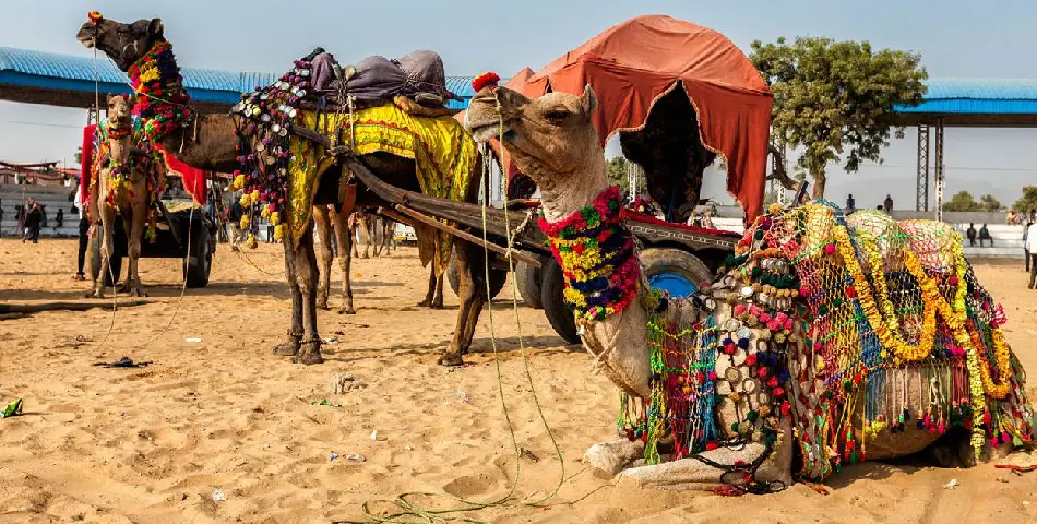Pushkar Travel Guide | Sacred Lake & Spiritual Rajasthan