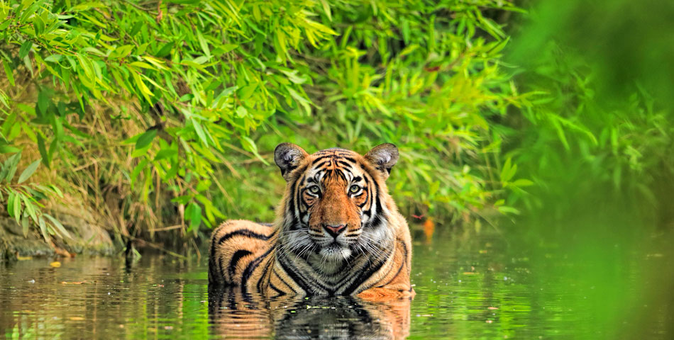 Ranthambore travel guide featuring tiger safari, jungle lodges, and best time to visit.