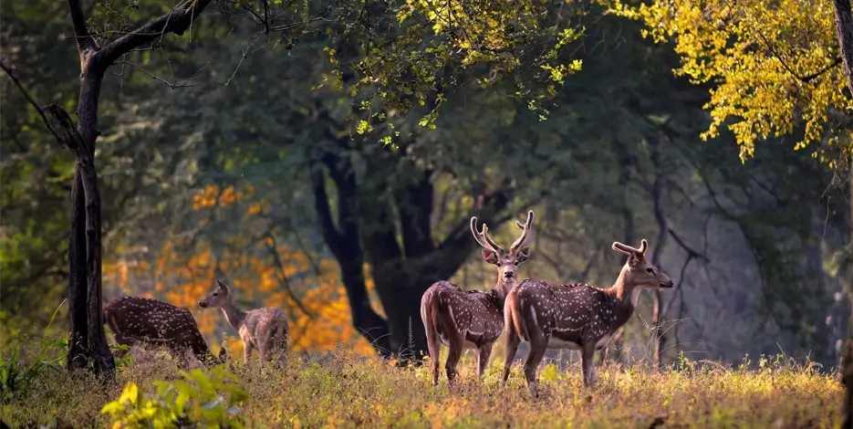 golden-triangle-kanha-national-park-safari-india