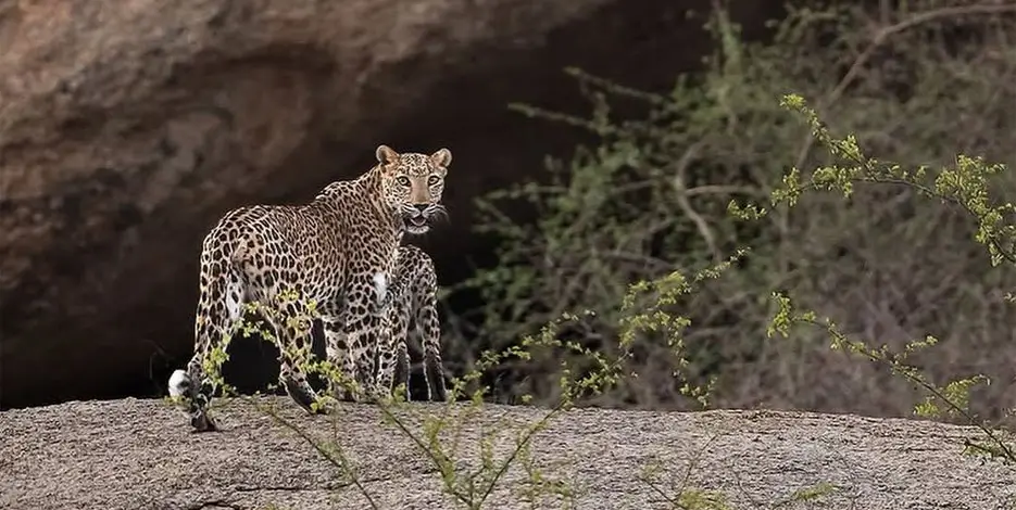 golden-triangle-leopard-safari-jawai-rajasthan