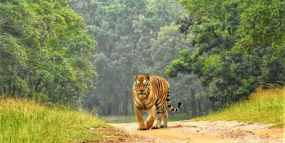 golden-triangle-pench-national-park-tiger-safari-india