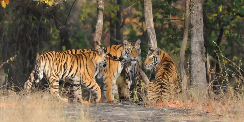 golden-triangle-tiger-safari-ranthambore