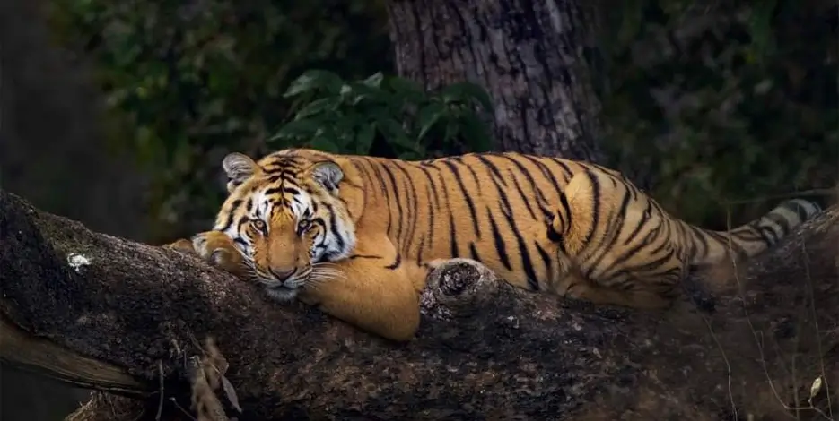 india-golden-triangle-jim-corbett-luxury-tour