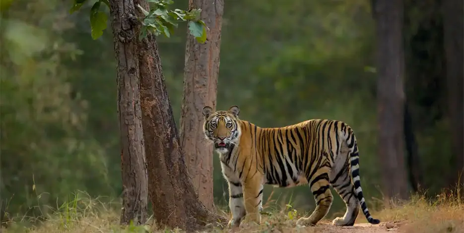india-wildlife-heritage-tour-bandhavgarh