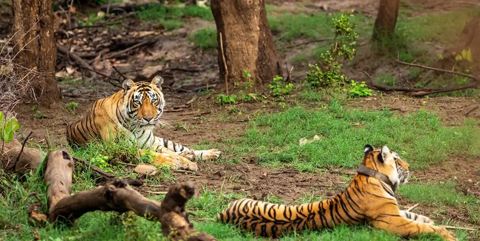 India Tour Package from Canada Golden Triangle Luxury Safari