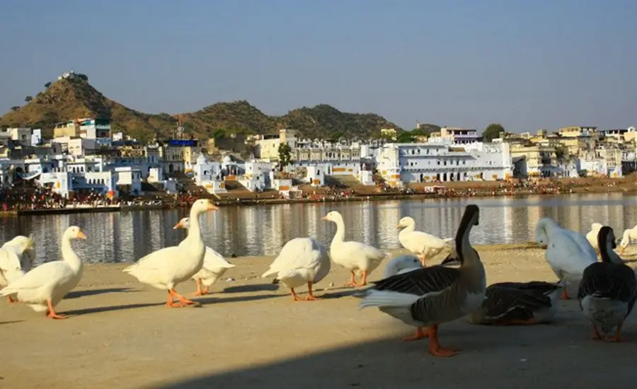 Small Group Cultural Immersion Tour India Golden Triangle