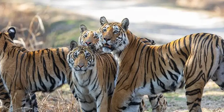 wildlife-photography-tour-india-golden-triangle-tiger-reserves