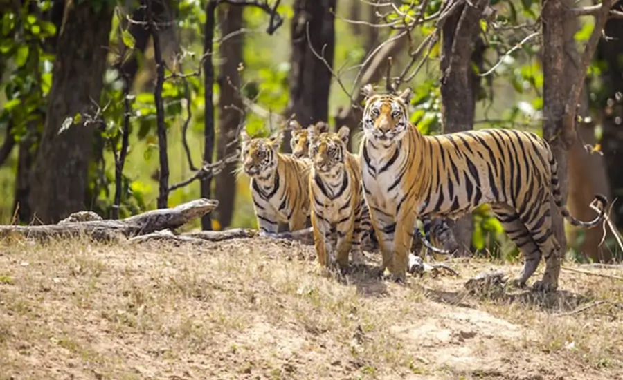 Luxury Small Group Golden Triangle India Tour with Palace Stays