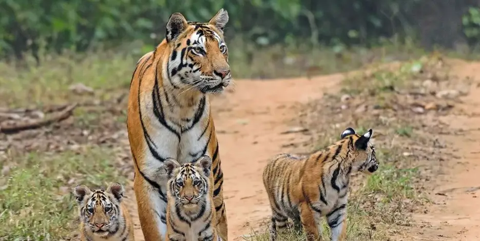 9 Days Luxury Golden Triangle with Ranthambore Tiger Safari