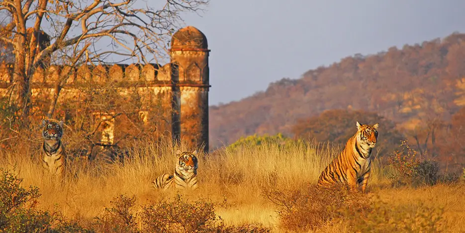 Golden Triangle Group Tour Package – 6 Nights 7 Days