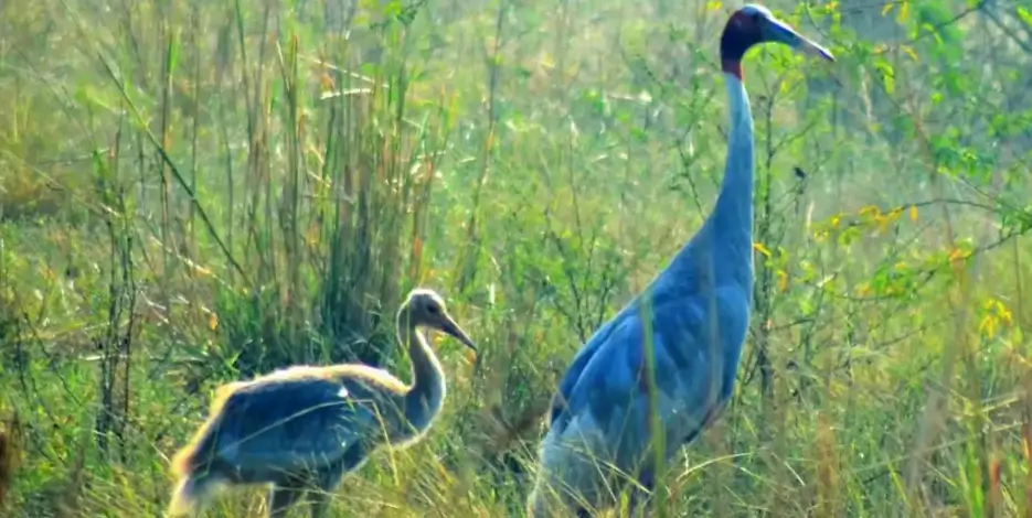 golden-triangle-bharatpur-bird-sanctuary-tour-india