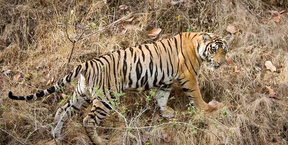 golden-triangle-bharatpur-bird-sanctuary-tour-india