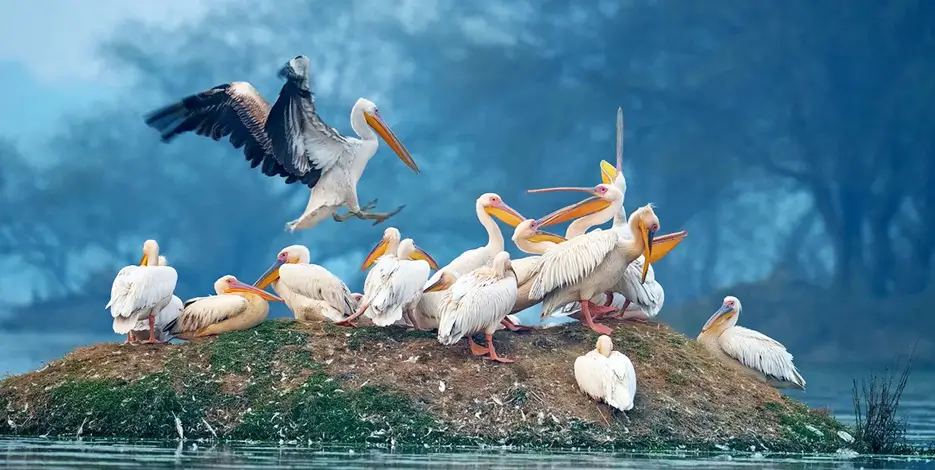9 Days Golden Triangle Tour with Rajasthan Wildlife – Delhi, Agra, Bharatpur, Ranthambore & Sariska