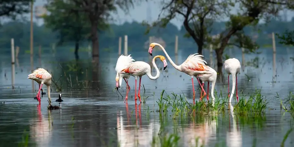 Classic Golden Triangle Tour – 6 Nights 7 Days Delhi Agra Fatehpur Sikri Bharatpur Jaipur
