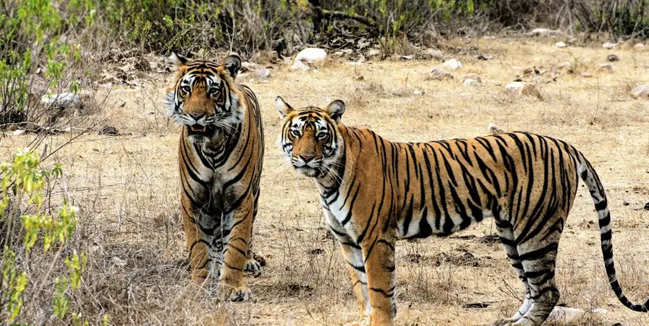 9 Days Golden Triangle Tour with Rajasthan Wildlife – Delhi, Agra, Bharatpur, Ranthambore & Sariska