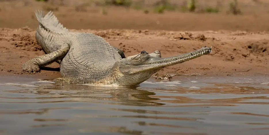 7-Day Golden Triangle Tour with Chambal & Bharatpur