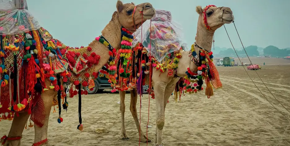 12 Days Golden Triangle with Udaipur, Jodhpur & Jaisalmer Desert Experience