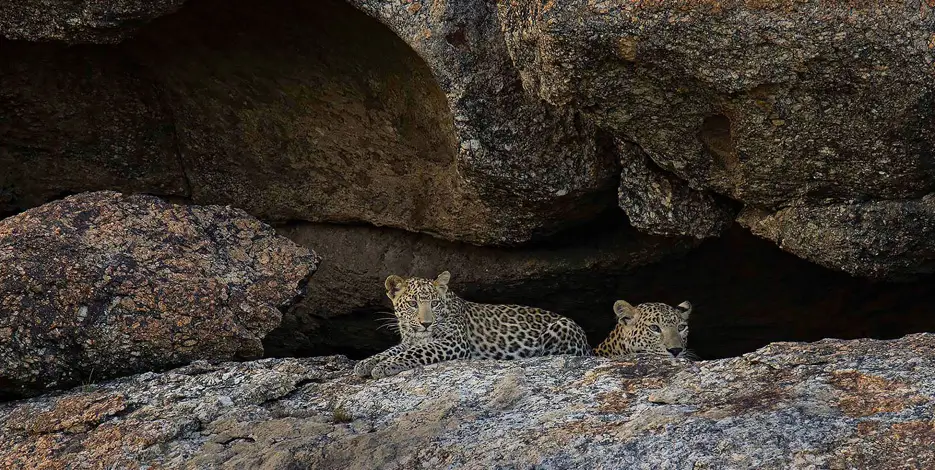 golden-triangle-leopard-safari-jawai-rajasthan