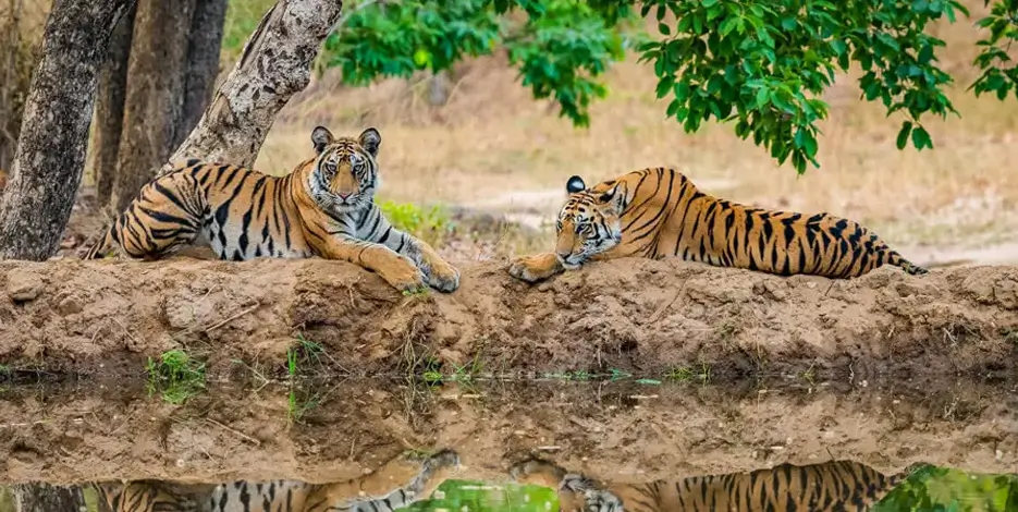 golden-triangle-kanha-national-park-safari-india