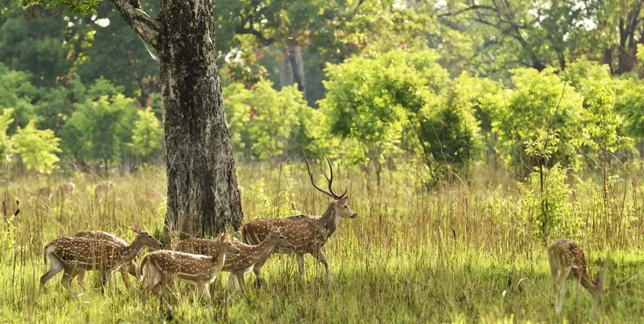 golden-triangle-kanha-national-park-safari-india