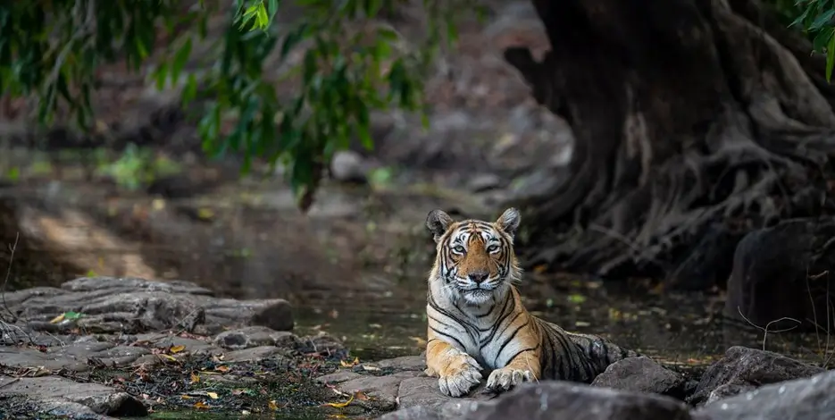 7 Days Golden Triangle Tour with Jim Corbett – Delhi, Agra, Jaipur & Tiger Safari