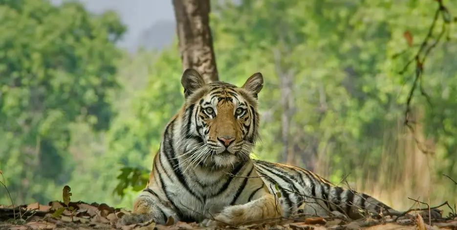india-wildlife-heritage-tour-bandhavgarh