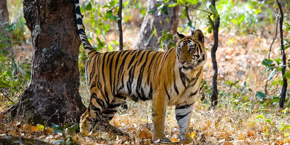 india-wildlife-heritage-tour-bandhavgarh