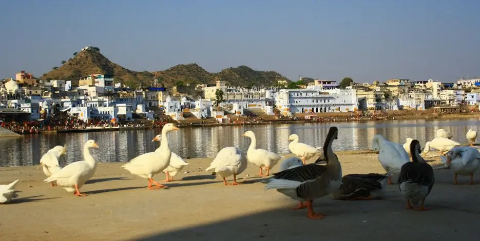 Golden Triangle Tour With Pushkar 7 Days – Delhi Agra Jaipur Pushkar