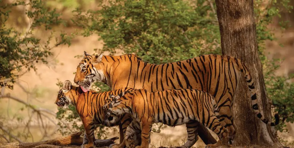 Golden Triangle Tour with Ranthambore Safari | Tiger Tour