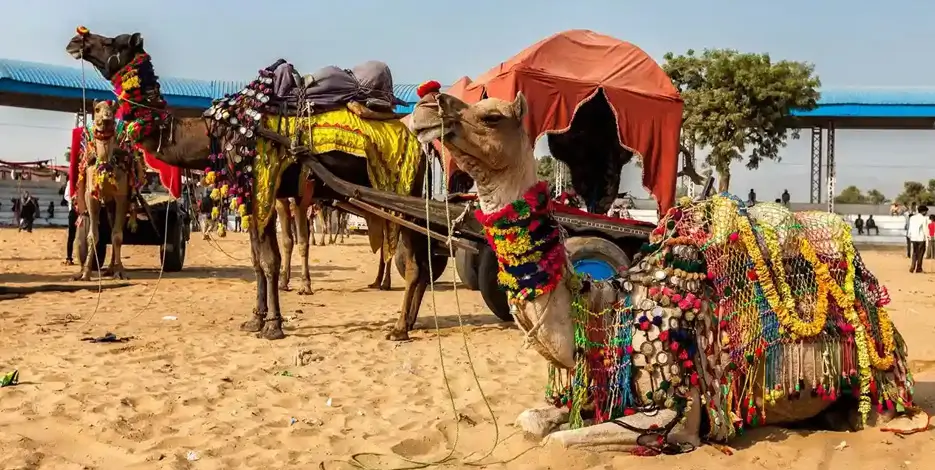 pushkar-camel-fair-tour-with-golden-triangle