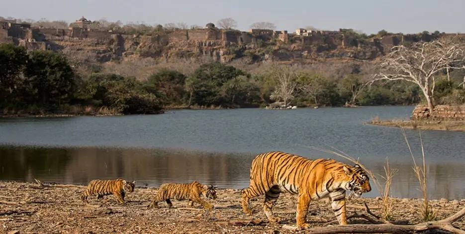 6 Days Golden Triangle Tour with Tiger Safari – Delhi, Agra, Jaipur & Ranthambore