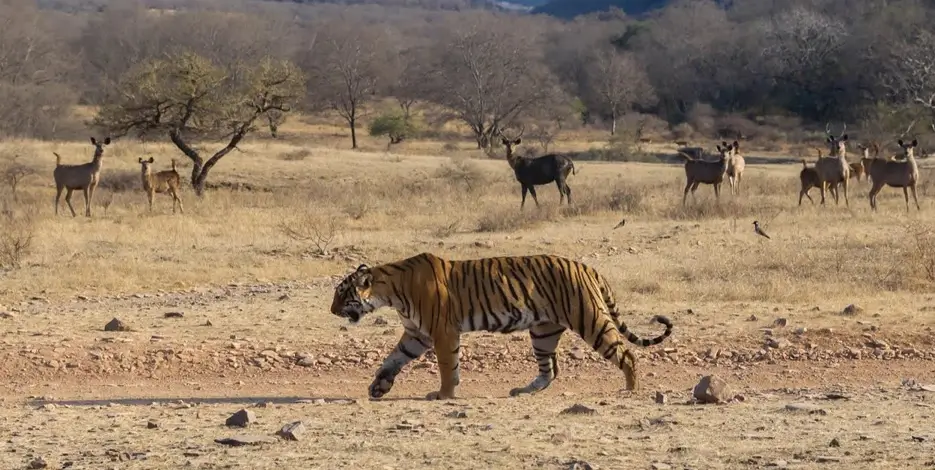 6 Days Golden Triangle Tour with Tiger Safari – Delhi, Agra, Jaipur & Ranthambore