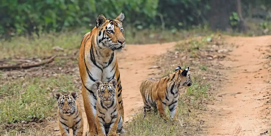 8 Days Golden Triangle Tour with Kanha National Park – Delhi, Agra, Jaipur & Central India Wildlife
