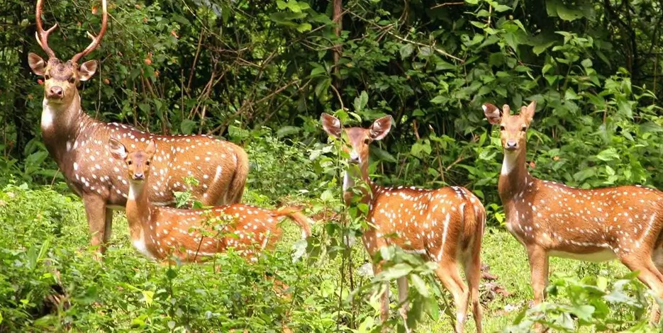 8 Days Golden Triangle Tour with Kanha National Park – Delhi, Agra, Jaipur & Central India Wildlife