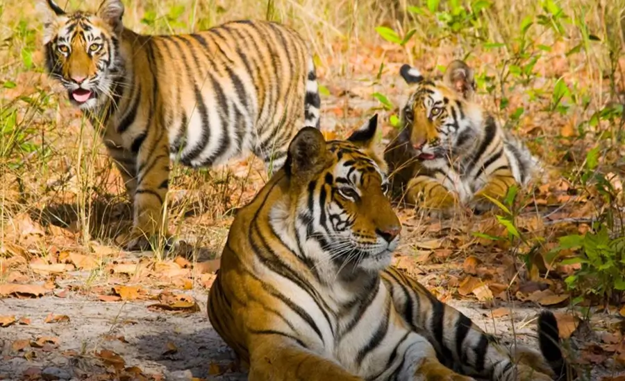 India Private Jet Tour for Celebrities and Corporate Groups