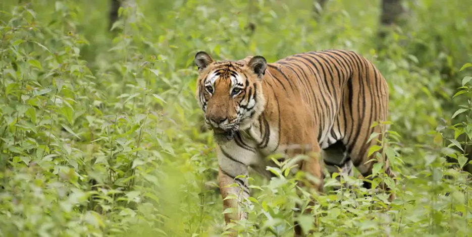 wildlife-photography-tour-india-golden-triangle-tiger-reserves