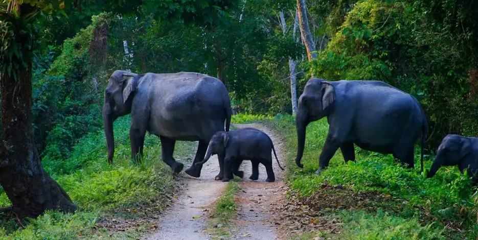 14 Days Golden Triangle with South India Wildlife – Delhi, Agra, Jaipur, Kerala & Karnataka