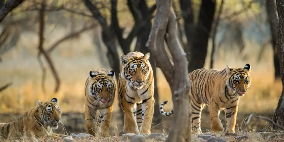 golden-triangle-tiger-safari-ranthambore